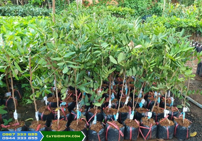 giong_nhan_xuong_com_vang Địa chỉ cung cấp giống nhãn xuồng cơm vàng