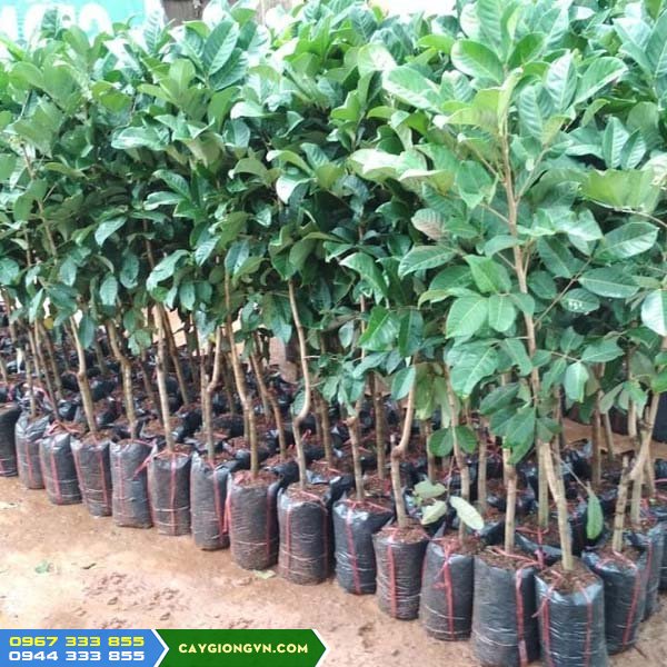 cây giống chôm chôm Thái - Thảo Cây Giống - chom-chom Giá bán và địa chỉ cung cấp giống chôm chôm nhãn