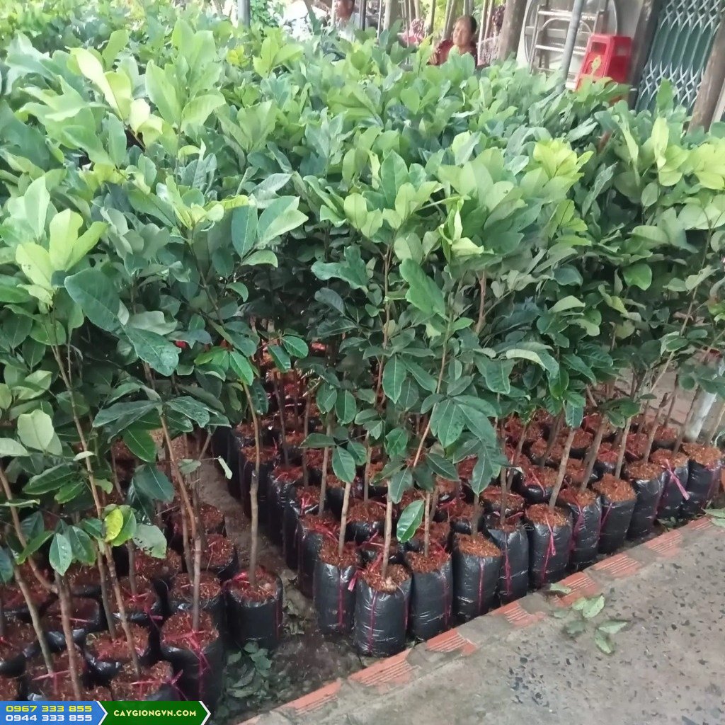 dia_chi_cung_cap_cay_giong_chom_chom Giá bán và địa chỉ cung cấp giống chôm chôm Thái