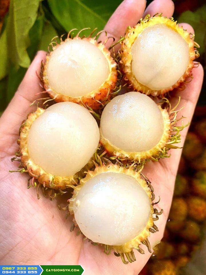 giong_chom_chom_nhan_troc_hat Giống chôm chôm nhãn tróc hạt (chôm chôm đường)