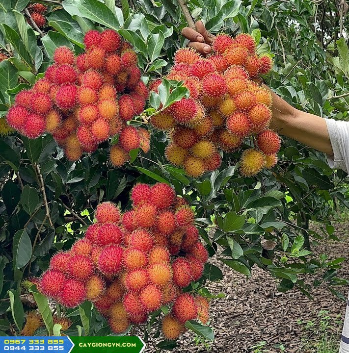 giong_chom_chom_thai_chom_chom_troc Giống chôm chôm Thái (chôm chôm tróc Thái Lan)
