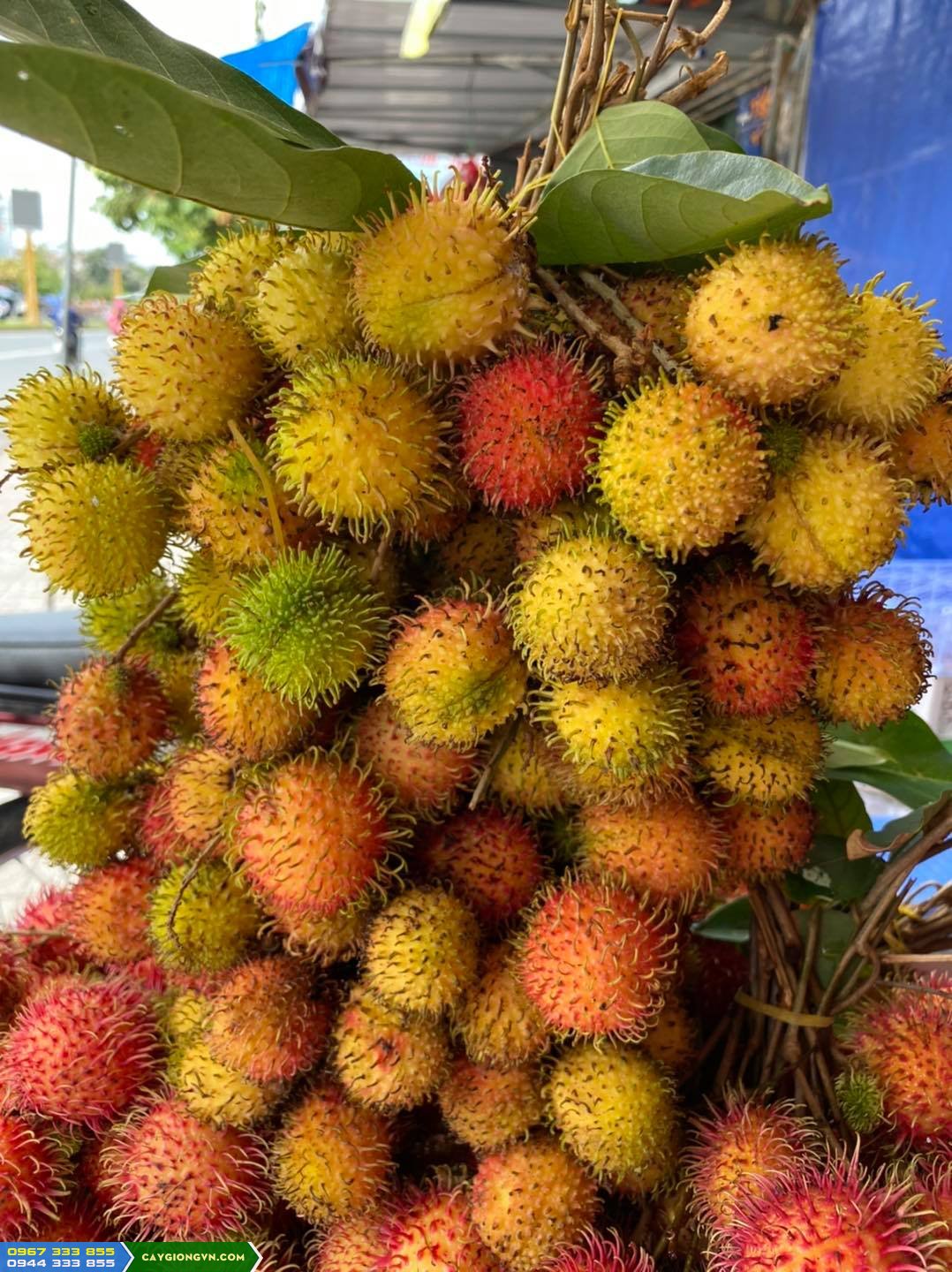 mua_giong_chom_chom_nhan_o_dau Mua giống chôm chôm nhãn (chôm chôm đường) ở đâu?